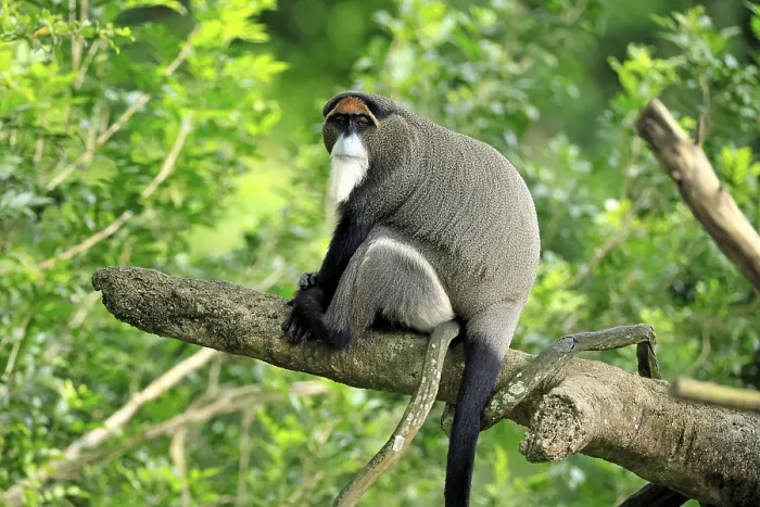 Gerahmter Druck : Brazzamerkatze (Cercopithecus neglectus) Gerahmter Druck : Brazzamerkatze (Cercopithecus neglectus)