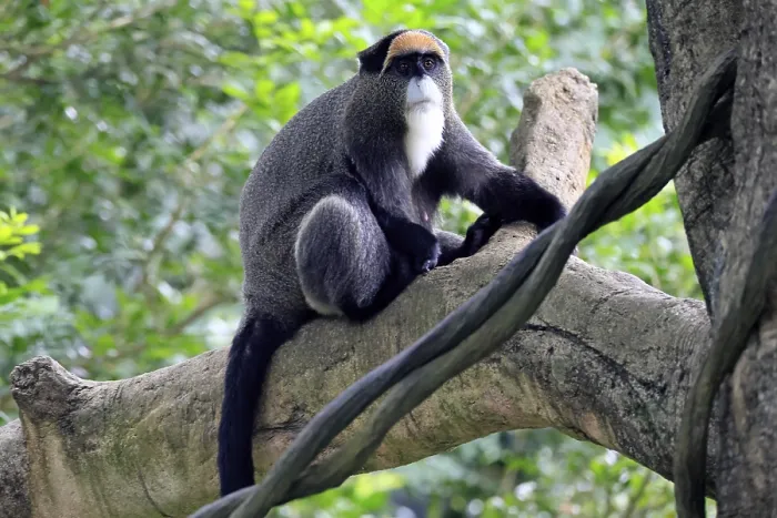 Gerahmter Druck : Brazzamerkatze (Cercopithecus neglectus) Gerahmter Druck : Brazzamerkatze (Cercopithecus neglectus)