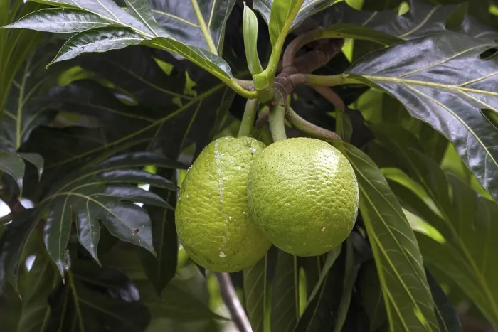 Gerahmter Druck : Brotfrucht (Artocarpus altilis) Gerahmter Druck : Brotfrucht (Artocarpus altilis)