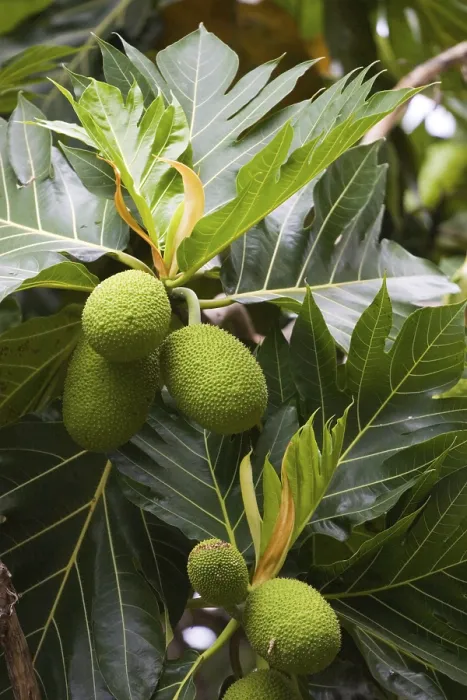 Gerahmter Druck : Brotfrucht (Artocarpus altilis) Gerahmter Druck : Brotfrucht (Artocarpus altilis)