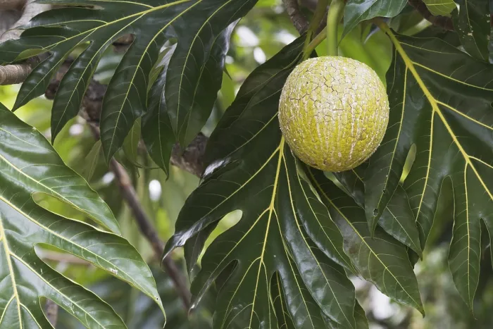 Gerahmter Druck : Brotfruchtbaum (Altocarpus altilis) Gerahmter Druck : Brotfruchtbaum (Altocarpus altilis)