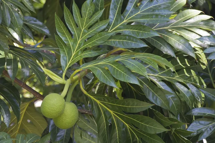 Gerahmter Druck : Brotfruchtbaum (Altocarpus altilis) Gerahmter Druck : Brotfruchtbaum (Altocarpus altilis)