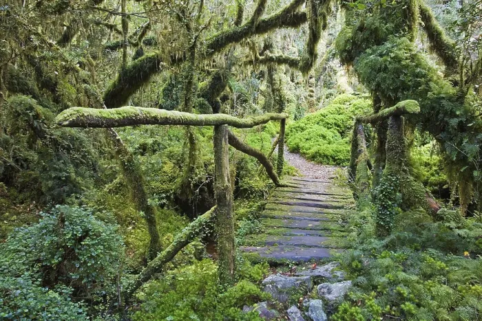 Gerahmter Druck : Brücke im Wald Bosque Encantada Gerahmter Druck : Brücke im Wald Bosque Encantada