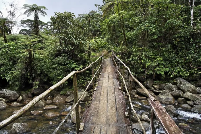 Gerahmter Druck : Brücke über einen Fluss in Regenwald.