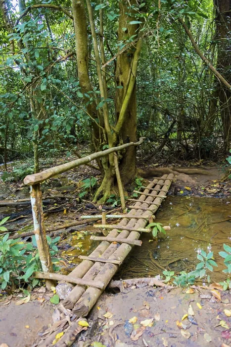 Gerahmter Druck : Brücke über einen kleinen Bach, Regenwald. Gerahmter Druck : Brücke über einen kleinen Bach, Regenwald.