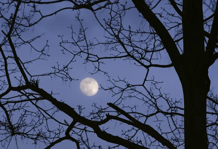 Gerahmter Druck : Hell leuchtender Vollmond scheint durch die Äste eines Baumes. Gerahmter Druck : Hell leuchtender Vollmond scheint durch die Äste eines Baumes.