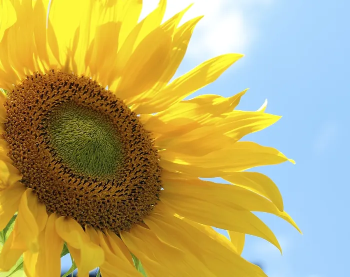Gerahmter Druck : Sonnenschein-Sonnenblume Gerahmter Druck : Sonnenschein-Sonnenblume