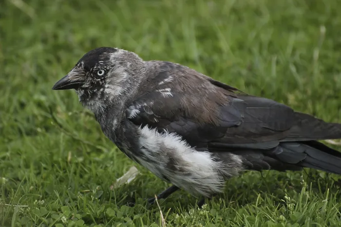 Gerahmter Druck : Gestreifter Westerndeckschwalbe (Corvus monedula) auf Gras. Gerahmter Druck : Gestreifter Westerndeckschwalbe (Corvus monedula) auf Gras.