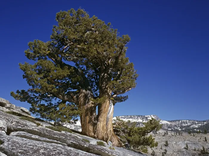 Gerahmter Druck : Ein Bristlecone-Pinie in Olmsted Point, Yosemite-Nationalpark, Kalifornien, USA. Gerahmter Druck : Ein Bristlecone-Pinie in Olmsted Point, Yosemite-Nationalpark, Kalifornien, USA.