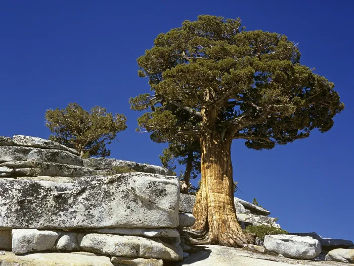 Gerahmter Druck : Bristlecone-Fichte, Olmsted-Punkt Gerahmter Druck : Bristlecone-Fichte, Olmsted-Punkt