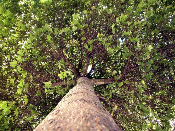 Gerahmter Druck : Breitblättriger Baum Gerahmter Druck : Breitblättriger Baum