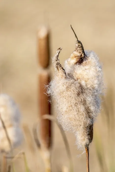 Gerahmter Druck : Breitblättrige Teichbinse in Blüte. Gerahmter Druck : Breitblättrige Teichbinse in Blüte.