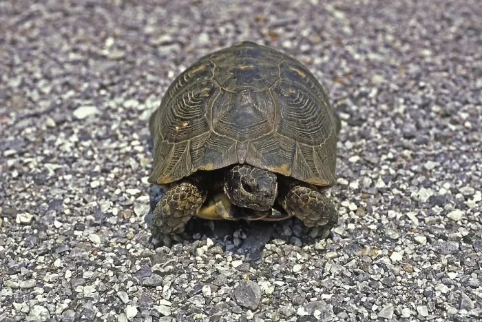 Gerahmter Druck : Breitband-Schildkröte, Testudo marginata Gerahmter Druck : Breitband-Schildkröte, Testudo marginata