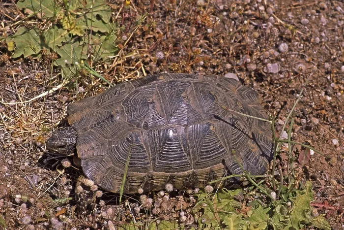 Gerahmter Druck : Breitband-Schildkröte, Testudo marginata Gerahmter Druck : Breitband-Schildkröte, Testudo marginata