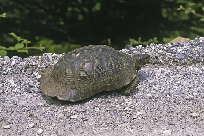Gerahmter Druck : Breitband-Schildkröte, Testudo marginata Gerahmter Druck : Breitband-Schildkröte, Testudo marginata