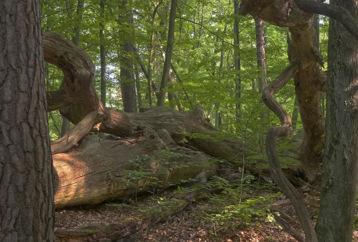 Gerahmter Druck : Breitblättrige, Baum, Bäume, Totholz Gerahmter Druck : Breitblättrige, Baum, Bäume, Totholz