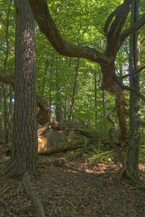 Gerahmter Druck : Breitblättrige, Baum, Bäume, Totholz. Gerahmter Druck : Breitblättrige, Baum, Bäume, Totholz.