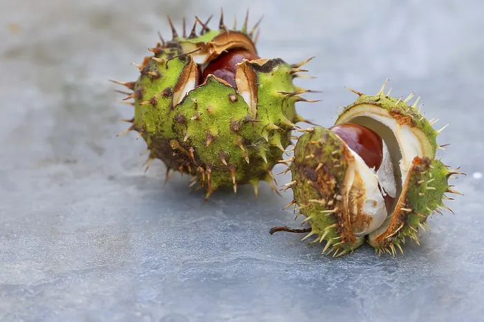 Gerahmter Druck : Zwei gebrochene Kastanien (Castanea) Gerahmter Druck : Zwei gebrochene Kastanien (Castanea)