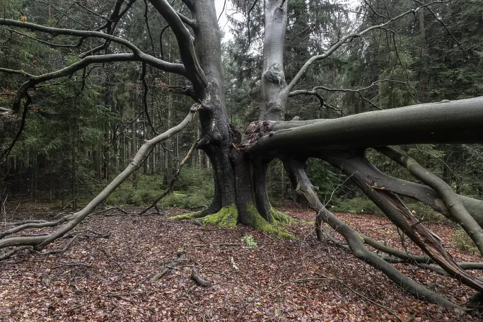 Gerahmter Druck : Verrosteter alter Kupfer-Buchenbaum (Fagus sylvatica). Gerahmter Druck : Verrosteter alter Kupfer-Buchenbaum (Fagus sylvatica).