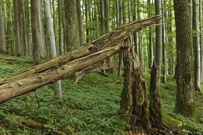 Gerahmter Druck : Gestrüpp, Urwald. Gerahmter Druck : Gestrüpp, Urwald.