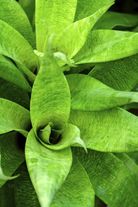 Gerahmter Druck : Detail eines Bromelien mit seinen Blättern. Gerahmter Druck : Detail eines Bromelien mit seinen Blättern.