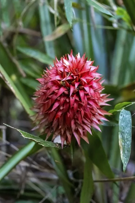 Gerahmter Druck : Bromelien (Aechmea magdalenae) Gerahmter Druck : Bromelien (Aechmea magdalenae)
