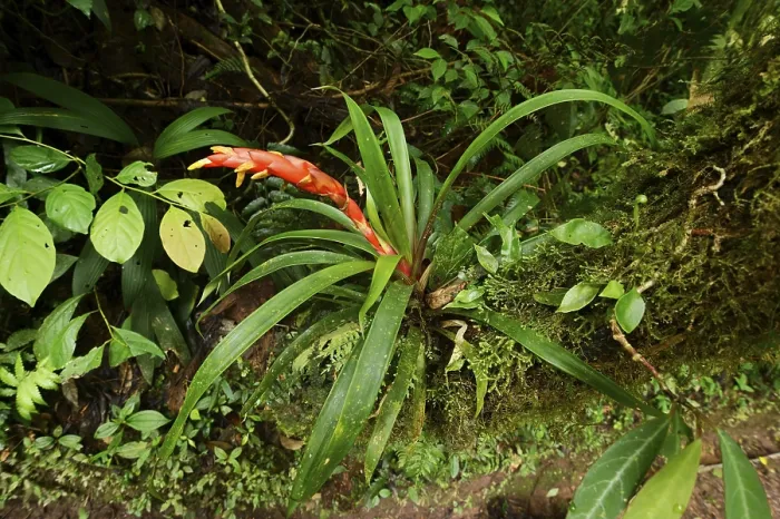 Gerahmter Druck : Bromeliad (Bromeliaceae) in Blüte. Gerahmter Druck : Bromeliad (Bromeliaceae) in Blüte.