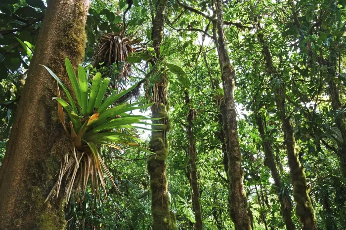 Gerahmter Druck : Bromelien (Bromeliaceae) in einem Regenwald. Gerahmter Druck : Bromelien (Bromeliaceae) in einem Regenwald.
