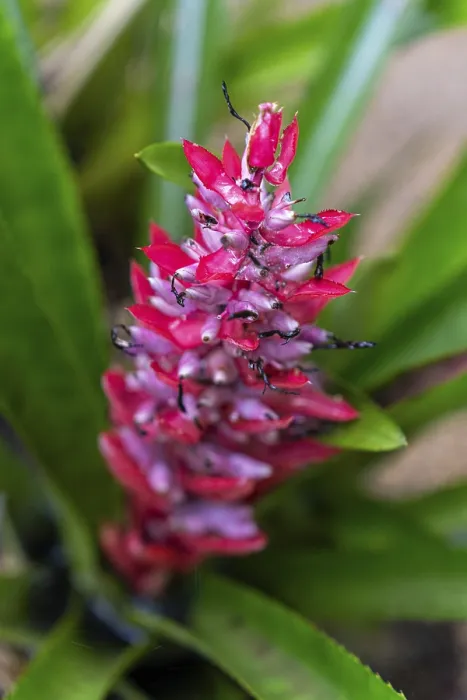 Gerahmter Druck : Bromeliad-Blüten in der Regenwald. Gerahmter Druck : Bromeliad-Blüten in der Regenwald.