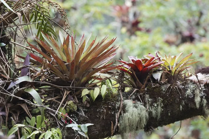 Gerahmter Druck : Bromelien (Bromelia sp.) in Baum. Gerahmter Druck : Bromelien (Bromelia sp.) in Baum.