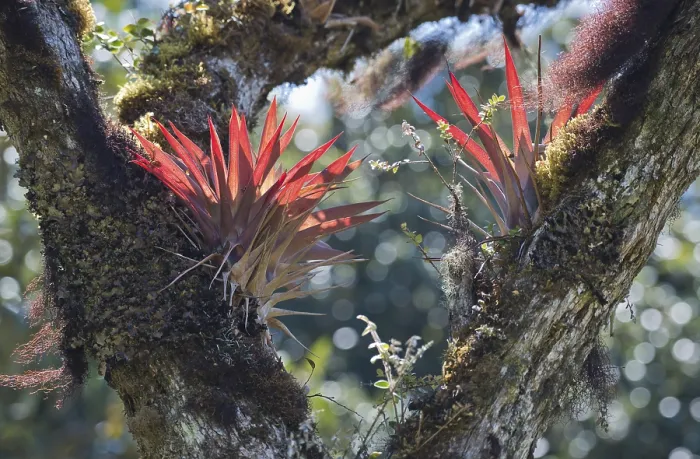 Gerahmter Druck : Bromelien (Bromelia sp.) in einem Baum. Gerahmter Druck : Bromelien (Bromelia sp.) in einem Baum.