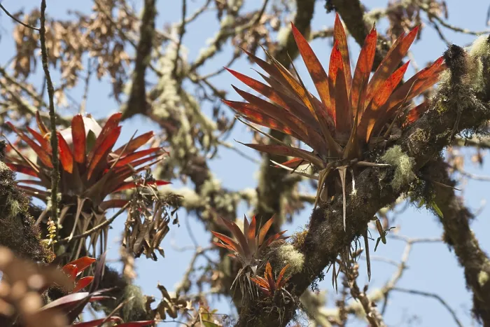 Gerahmter Druck : Bromelien (Bromelia sp.) in einem Baum. Gerahmter Druck : Bromelien (Bromelia sp.) in einem Baum.