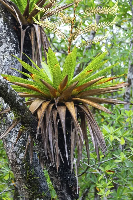 Gerahmter Druck : Bromeliaden (Bromeliaceae), Ensenada de Utria Gerahmter Druck : Bromeliaden (Bromeliaceae), Ensenada de Utria