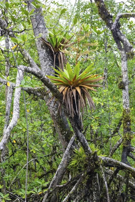Gerahmter Druck : Bromeliaden (Bromeliaceae), Ensenada de Utria Gerahmter Druck : Bromeliaden (Bromeliaceae), Ensenada de Utria