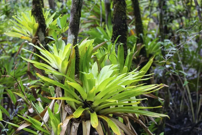 Gerahmter Druck : Bromeliaden (Bromeliaceae) in der Ensenada de Utria, Kolumbien Gerahmter Druck : Bromeliaden (Bromeliaceae) in der Ensenada de Utria, Kolumbien