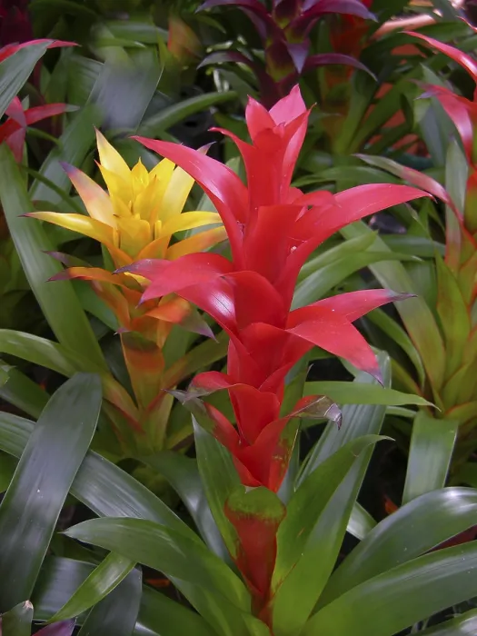 Gerahmter Druck : Bromelien blühen. Gerahmter Druck : Bromelien blühen.