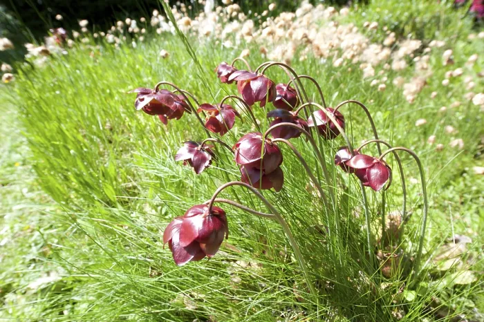 Gerahmter Druck : Brook-Carnation in einer Moorlandschaft mit Wollgras, Niedersachsen, Deutschland Gerahmter Druck : Brook-Carnation in einer Moorlandschaft mit Wollgras, Niedersachsen, Deutschland