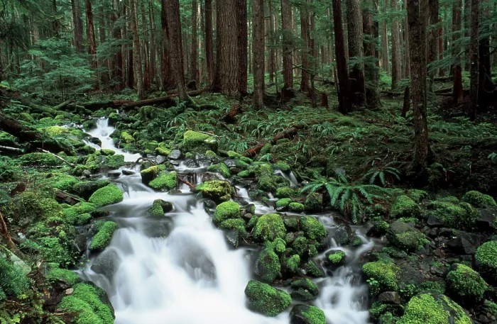 Gerahmter Druck : Bach in gemäßigtem Regenwald. Gerahmter Druck : Bach in gemäßigtem Regenwald.