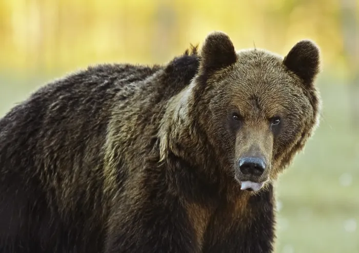 Gerahmter Druck : Ein Braunbär Gerahmter Druck : Ein Braunbär