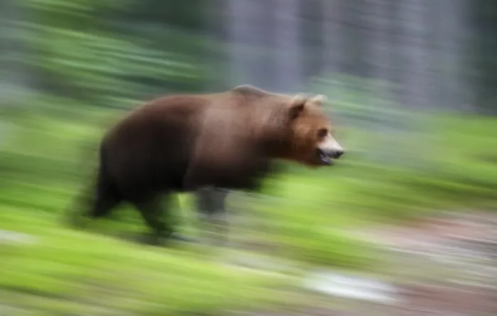 Gerahmter Druck : Ein brauner Bär. Gerahmter Druck : Ein brauner Bär.