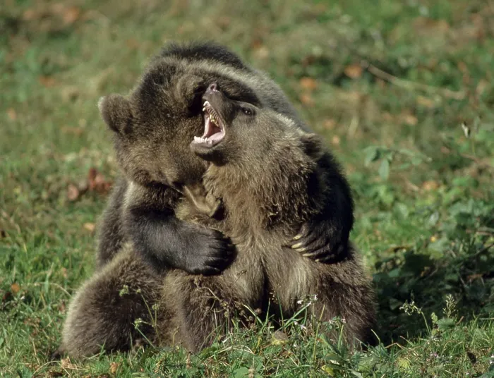 Gerahmter Druck : Braunbär, Carnivora, Raubtiere. Gerahmter Druck : Braunbär, Carnivora, Raubtiere.