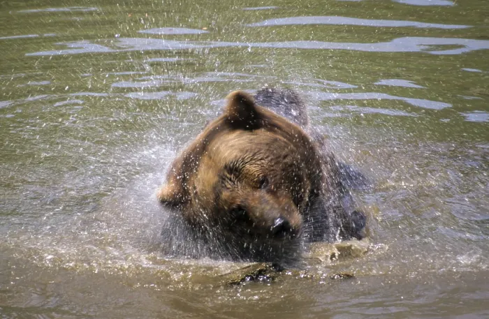 Gerahmter Druck : Braunbär, Carnivora, Raubtiere. Gerahmter Druck : Braunbär, Carnivora, Raubtiere.