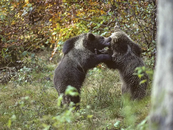 Gerahmter Druck : Braunbär, Carnivora, Raubtiere. Gerahmter Druck : Braunbär, Carnivora, Raubtiere.