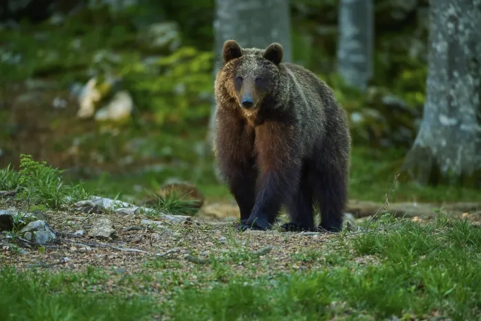 Gerahmter Druck : Ein brauner Bär erkundet die Ruhe.