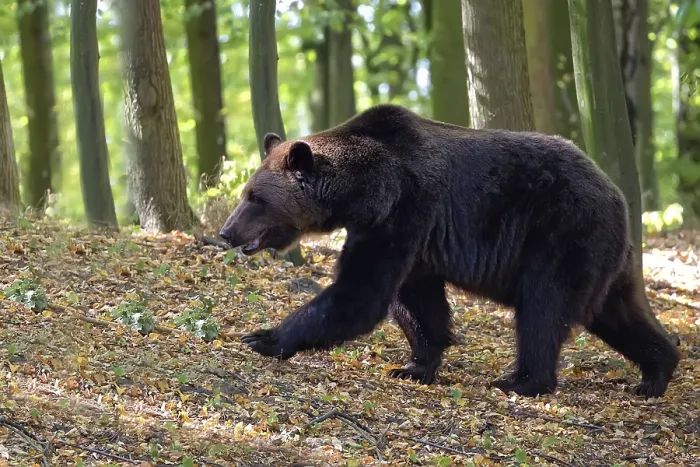 Gerahmter Druck : Ein Braunbär in einem Wald auf der Flucht Gerahmter Druck : Ein Braunbär in einem Wald auf der Flucht