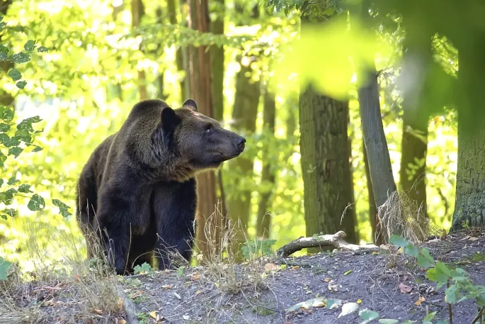 Gerahmter Druck : Ein Braunbär in einem Wald in freier Wildbahn Gerahmter Druck : Ein Braunbär in einem Wald in freier Wildbahn