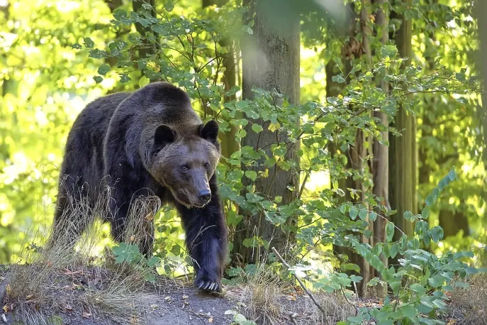 Gerahmter Druck : Eurasischer Braunbär in einer Wälderlandschaft Gerahmter Druck : Eurasischer Braunbär in einer Wälderlandschaft