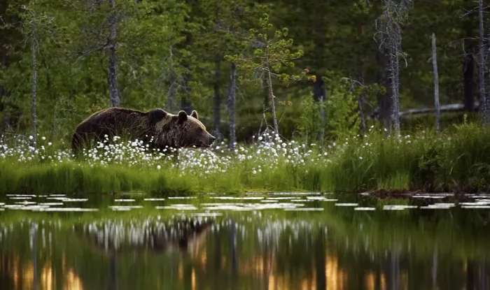 Gerahmter Druck : Ein Braunbär in Norwegen Gerahmter Druck : Ein Braunbär in Norwegen