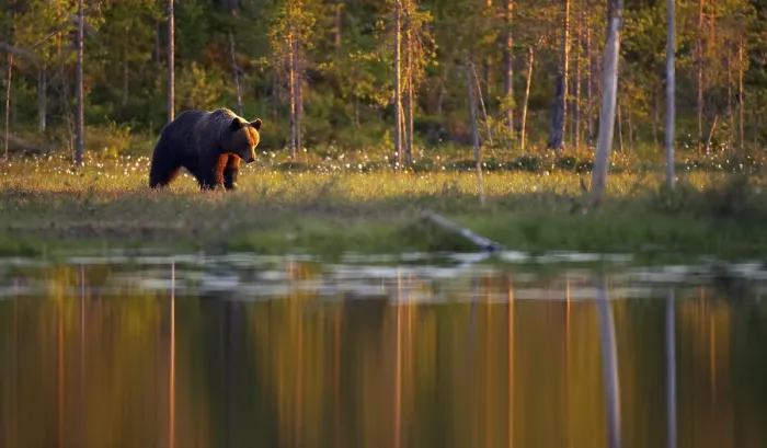 Gerahmter Druck : Ein brauner Bär in Norwegen. Gerahmter Druck : Ein brauner Bär in Norwegen.