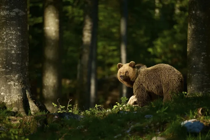 Gerahmter Druck : Ein brauner Bär hebt den Kopf im Wald. Gerahmter Druck : Ein brauner Bär hebt den Kopf im Wald.